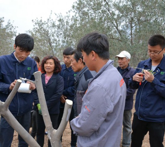公司從產(chǎn)業(yè)鏈起始端著手，引進(jìn)良種優(yōu)苗，繁育基地苗圃，優(yōu)化樹(shù)種，以?xún)?yōu)質(zhì)的橄欖樹(shù)苗為生產(chǎn)特級(jí)初榨橄欖油提供基礎(chǔ)保障。在以自建萬(wàn)畝國(guó)家標(biāo)準(zhǔn)化油橄欖..